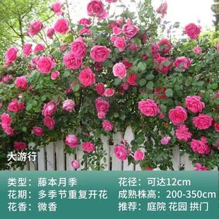 南阳伊诺月季经典藤本品种（大游行）扦插大苗花朵大开花勤花