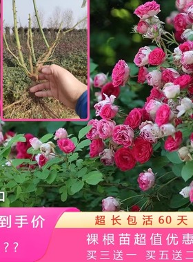 南阳伊诺月季裸根苗爬藤灌木多季开好养浓香勤花丰花四季大灌木