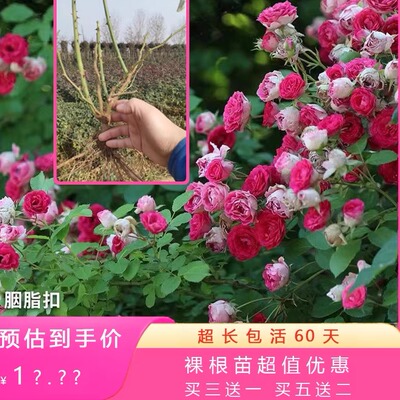 月季爬藤灌木多季开好养浓香