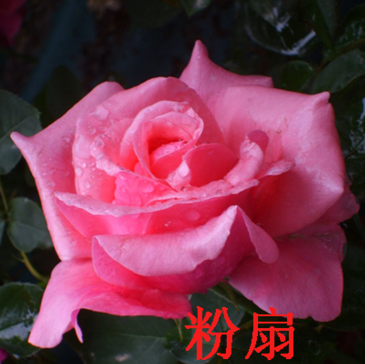 南阳伊诺月季（粉扇）月季灌木月季品种