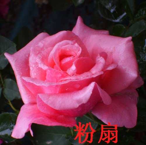 南阳伊诺月季（粉扇）月季灌木月季品种