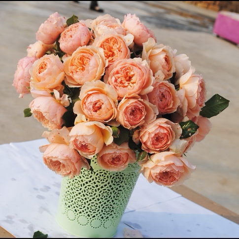 南阳伊诺月季灌木大花浓香（真宙）欧月多花勤花玫瑰切花盆栽阳台