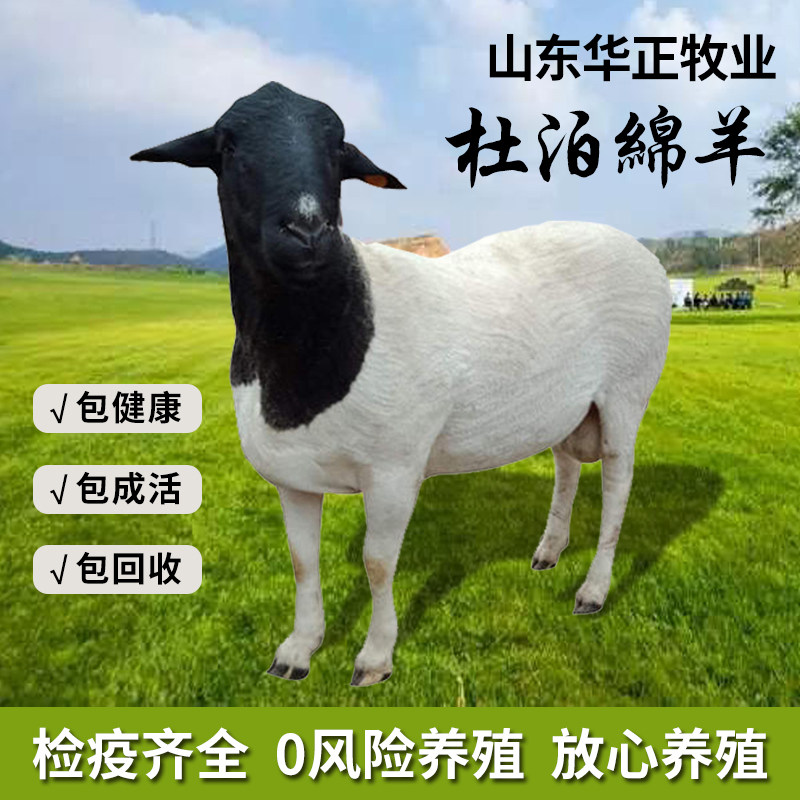 头胎二胎100多斤受孕黑头杜泊绵羊1到2岁的成年黑头杜泊绵羊