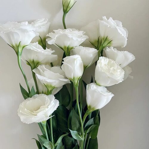 白色洋桔梗花束手工花材生日礼物