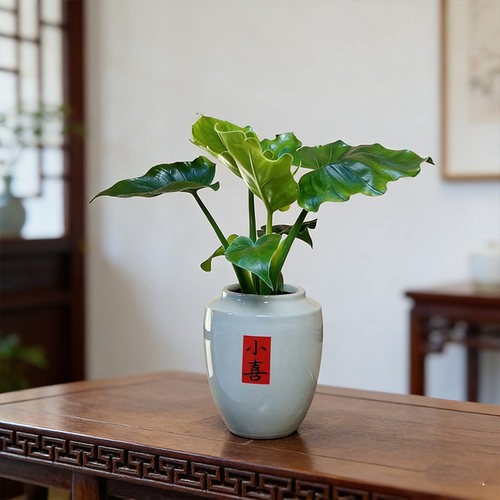 春羽带瓶水培绿植办公室内客厅桌面盆栽花卉植物四季常青好养护