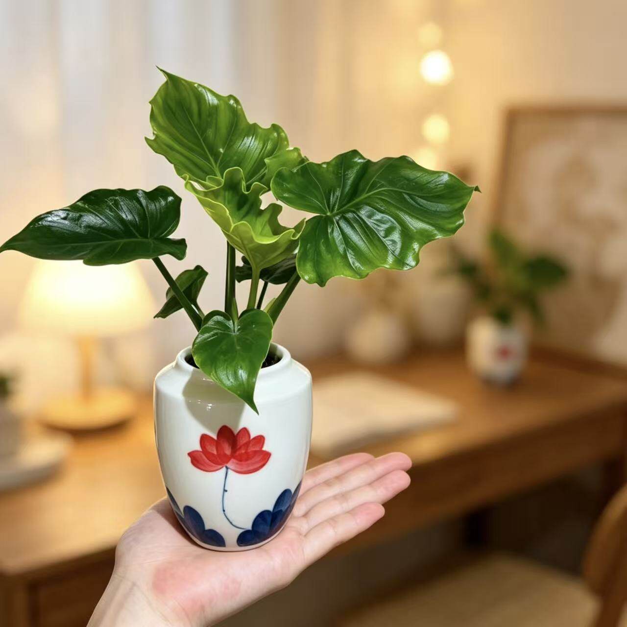 春羽带瓶水培绿植办公室内客厅桌面盆栽花卉植物四季常青好养护
