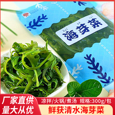 新鲜海芽菜冷冻睫毛菜300gx10即食清水眉毛菜眉芽菜海带苗海藻芽