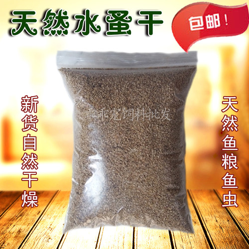 七彩鱼水蚤天然热带鱼