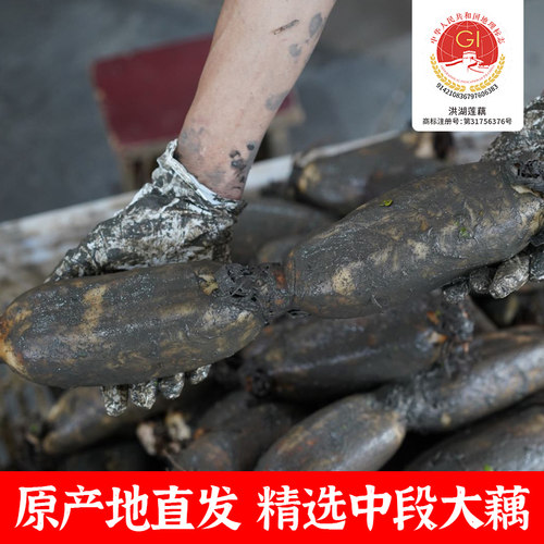 新鲜洪湖莲藕现挖现发煲汤粉糯