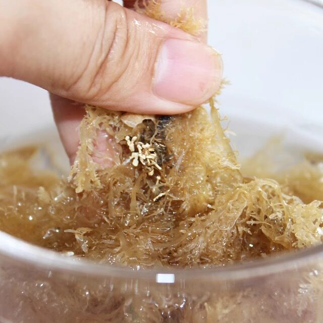 汕尾海石花石花草高胶短草洋菜膏海带