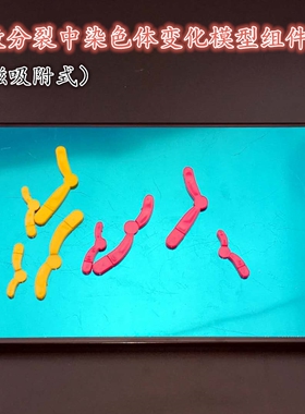 33305磁吸式减数分裂中染色体变化模型组件280*180mm生物实验器材