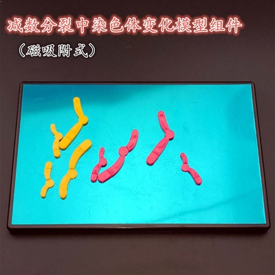 33305磁吸式减数分裂中染色体变化模型组件280*180mm生物实验器材