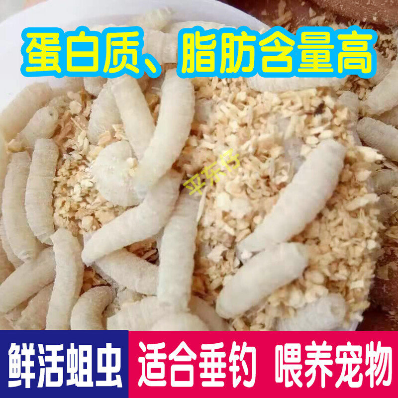 钓鱼活蛆红蛆大蛆红色蛆虫活体白活饵/谷麦饵等饵料