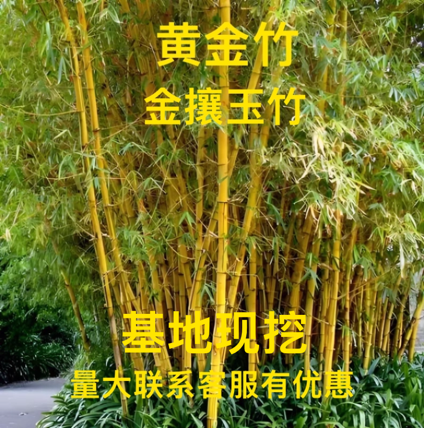 黄金竹金攘玉竹子别墅庭院围墙假山造景等一系列景观