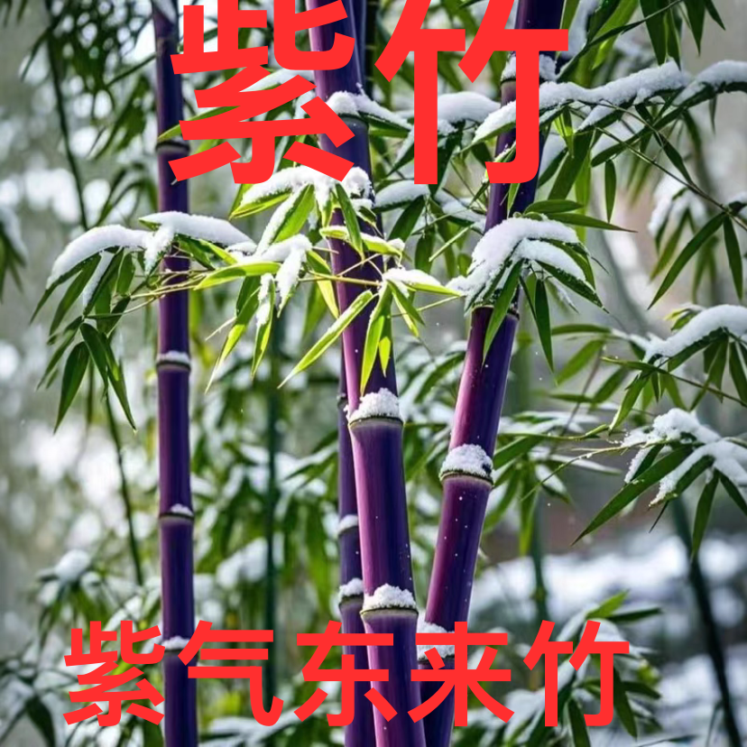 紫竹墨竹竹子寓意紫气东来别墅庭院围墙园林一系列造景