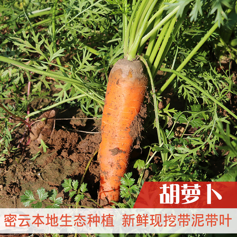 舍客农场密云生态种植新鲜胡萝卜无农药优质宝宝蔬菜现摘现发500g