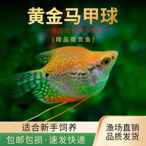黄金马甲球鱼热带观赏鱼