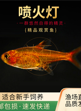 喷火灯小型鱼草缸热带观赏鱼群游淡水活体灯科鱼包邮