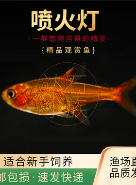 热带观赏鱼淡水适合草缸