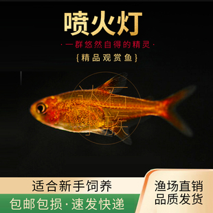 喷火灯小型鱼草缸热带观赏鱼群游淡水活体灯科鱼 包邮