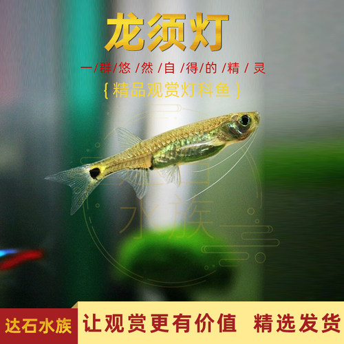 热带淡水鱼除鱼缸油膜