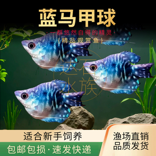蓝曼龙球鱼黄曼龙五彩血丽丽鱼黄金珍珠马甲球草缸小型热带观赏鱼
