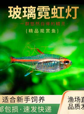 热带小型观赏鱼适合水草缸群游
