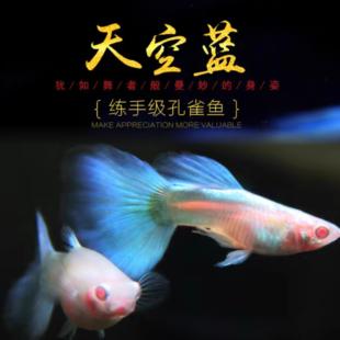 天空蓝白孔雀鱼热带观赏鱼活体练手入门凤尾鱼淡水好养耐活小型鱼