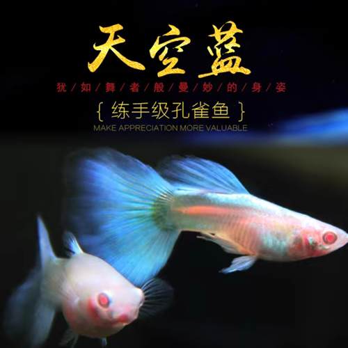 天空蓝白孔雀鱼热带观赏鱼