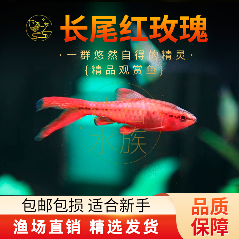 热带鱼淡水草缸包邮耐活好养