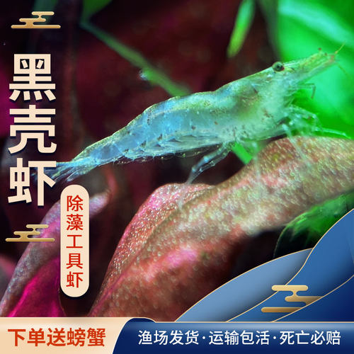 黑壳虾草缸清洁虾除藻工具虾