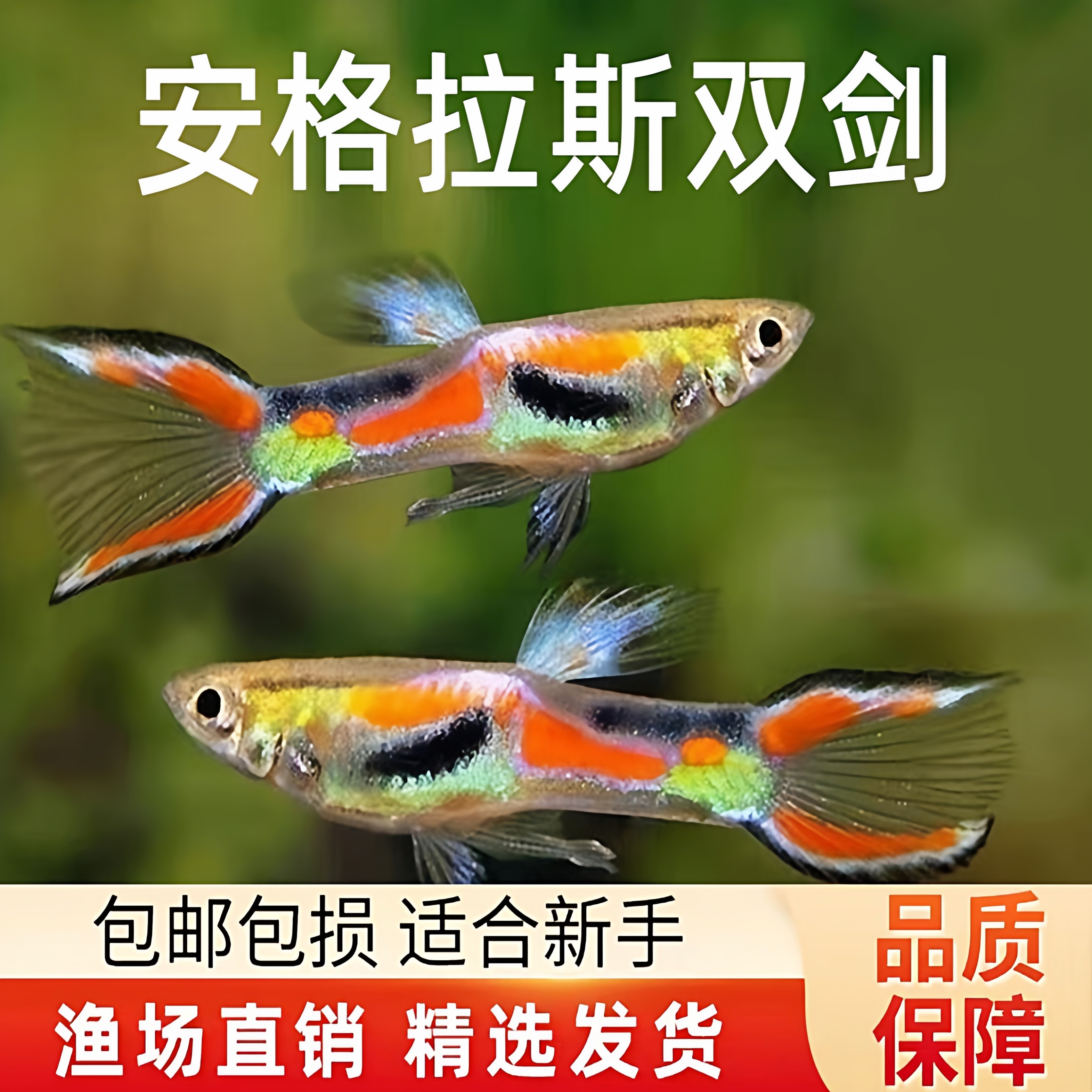 精灵孔雀观赏鱼日本兰双剑火焰精灵熊猫精灵安格拉斯约克逊