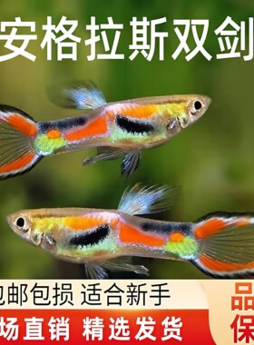 安格拉斯双剑孔雀精灵