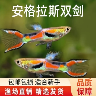 精灵孔雀观赏鱼日本兰双剑火焰精灵熊猫精灵安格拉斯约克逊