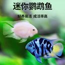 迷你鹦鹉鱼观赏鱼小型淡水热带观赏鱼苗三湖慈鲷宝蓝白金繁殖种鱼