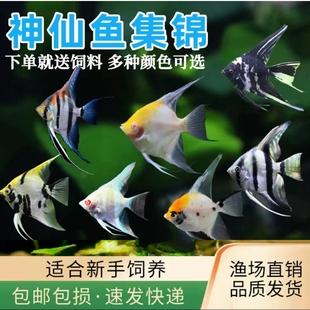 秘鲁七彩神仙鱼活体观赏鱼燕鱼秘鲁红头玻璃墨雪燕小型鱼套餐包邮