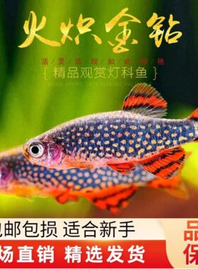 火炽金钻小型热带灯鱼草缸活体