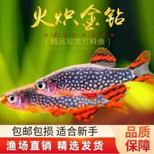 火炽金钻灯鱼小型热带鱼灯科鱼草缸群游银河火翅红翅斑马鱼灯活体