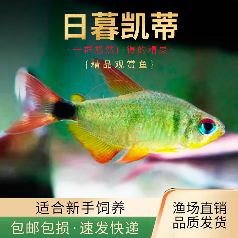 日暮凯蒂灯鱼南美热带观赏鱼