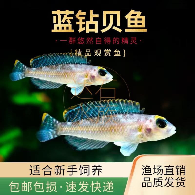 蓝钻贝鱼坦鲷卷贝斑马贝鱼黄帆天堂鸟钻石贝黄金叮当三湖鱼活体鱼