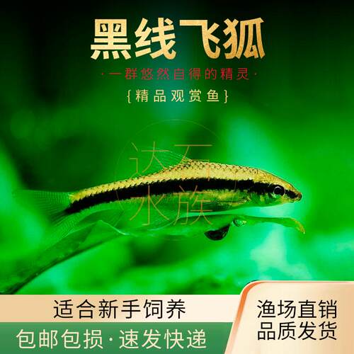 水草缸除黑毛藻青苔鱼