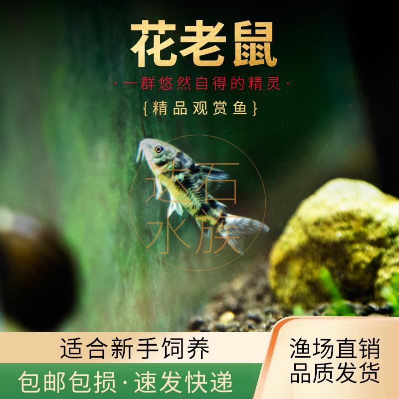 花椒老鼠鱼底栖除藻清洁工具鱼