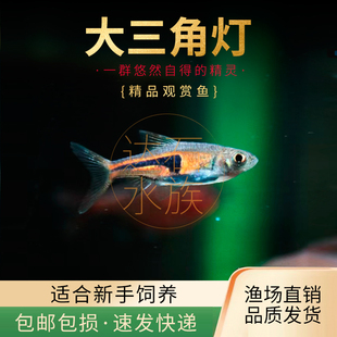 大三角紫三角灯科鱼小型热带草缸观赏鱼活体群游红绿灯 包邮
