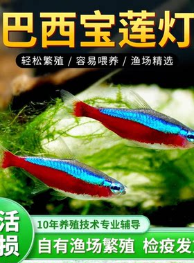 宝莲灯灯笼草缸群游鱼