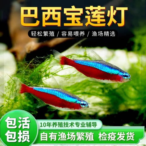 宝莲灯灯笼草缸群游鱼