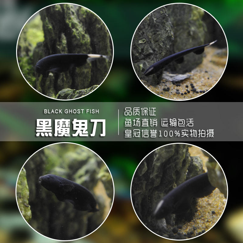 热带观赏鱼魔鬼刀鱼黑魔鬼刀鱼羽毛刀鱼活体鱼小型鱼活体包活