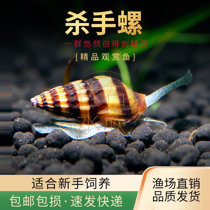杀手螺清洁除杂螺鱼虾混养水草缸