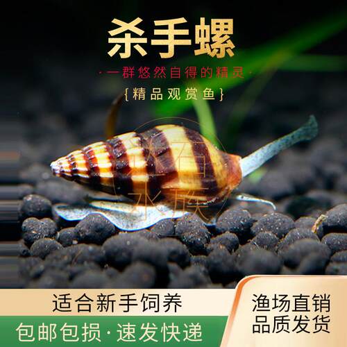 杀手螺清洁除杂螺鱼虾混养水草缸