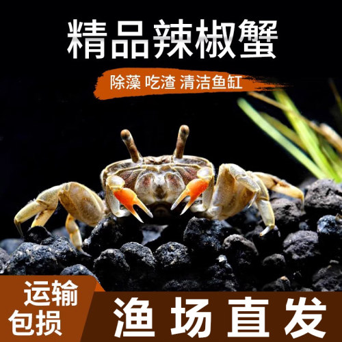迷你蟹辣椒活体宠物观赏除藻淡水