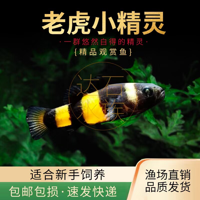 老虎纹精灵鱼虎纹鱼活体鱼图片